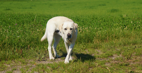 Reinrassiger weißer Labrador läuft aufmerksam auf Feldweg in der Wiese