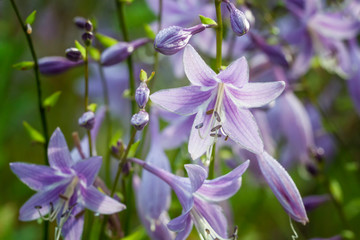 Beautiful purple flowers of hosta plantain lilies or giboshi, flower background