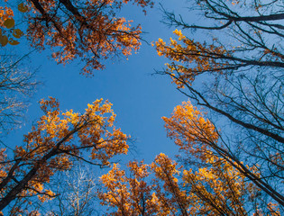 Colorful tree branches, autumn natural background. Look up to the blue sky