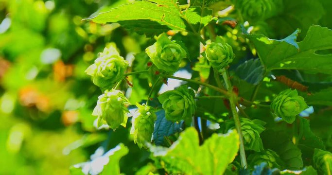 The branch with green hop cones