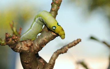 Green worm with red tail eating lotus leaf