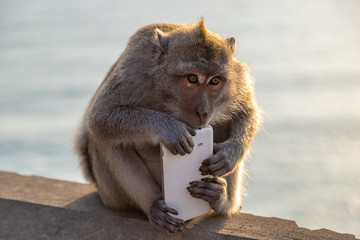 Obraz premium Monkey thief sitting with stolen mobile phone at sunset near Uluwatu temple, Bali island landscape. Indonesia.
