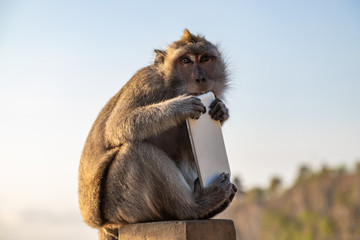 Monkey thief sitting with stolen mobile phone at sunset near Uluwatu temple, Bali island landscape. Indonesia.