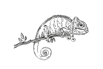 illustration chameleon black and white