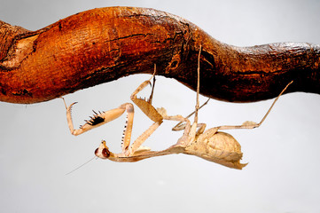 Totes Blatt (Deroplatys trigonodera) - dead leaf mantis