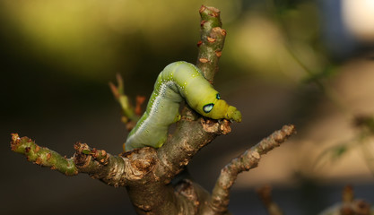 Green worm with red tail eating lotus leaf