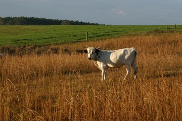 Pineywoods Cattle
