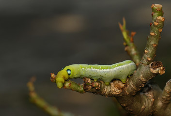 Green worm with red tail eating lotus leaf