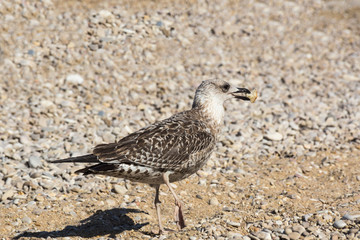 A seagull stands on one paw with a piece of bread in its beak.