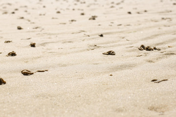 close up from sand in north sea, on island Texel in the Netherlands