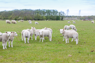 Fototapeta na wymiar sheep on field at island texel in the netherlands
