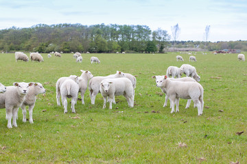 sheep on field at island texel in the netherlands