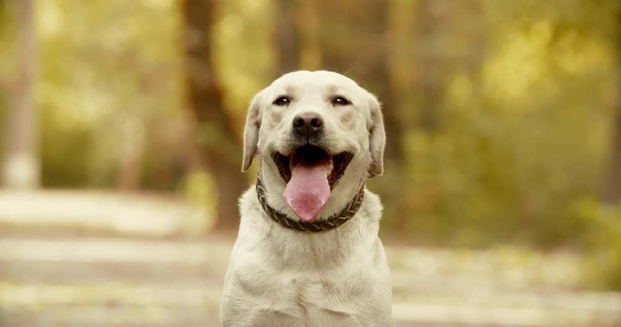 Beautiful golden retriever impatiently sitting on ground in park, smiling with tongue out 4k closeup portrait shot