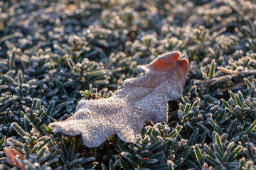 Autumn Early Morning with Hoarfrost on Oak Leaves in park.