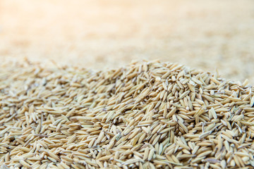 Yellow paddy jasmine rice to dry closed up for background,A selective focus of rice organic