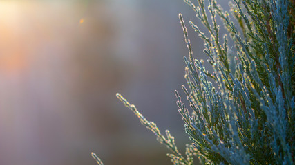 Fototapeta premium Green branches of the Tuya in the snow