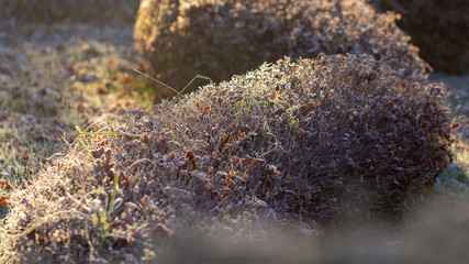 Leaves colorful bright autumn bushes spiraea in white frost.