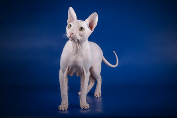 Don Sphynx cat on colored backgrounds
