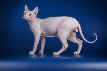 Don Sphynx cat on colored backgrounds