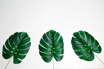 Tropical palm leaves Monstera on white background. Flat lay. Top view minimal concept.