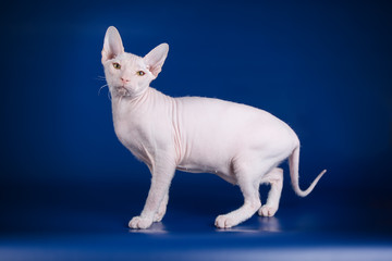 Don Sphynx cat on colored backgrounds