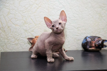 Don Sphynx cat on colored backgrounds