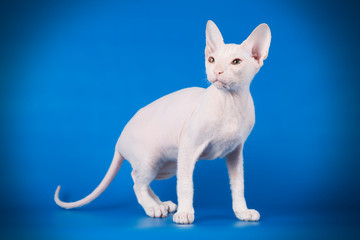 Don Sphynx cat on colored backgrounds