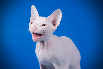 Don Sphynx cat on colored backgrounds