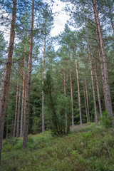 trees in the forest