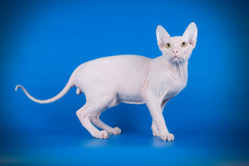 Don Sphynx cat on colored backgrounds