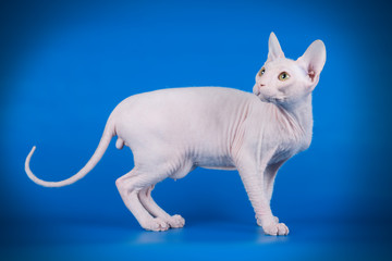 Don Sphynx cat on colored backgrounds