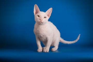 Don Sphynx cat on colored backgrounds