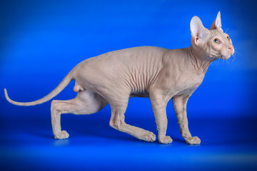 Don Sphynx cat on colored backgrounds