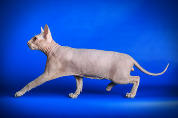 Don Sphynx cat on colored backgrounds