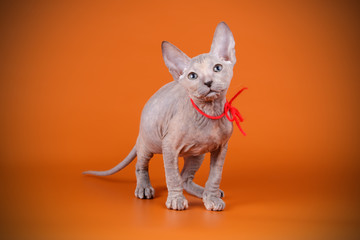 Don Sphynx cat on colored backgrounds