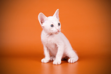 Fototapeta na wymiar Don Sphynx cat on colored backgrounds