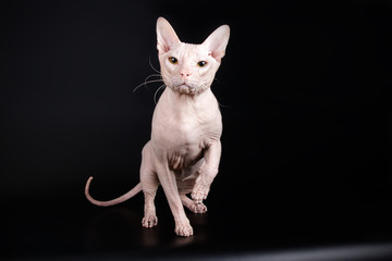 Don Sphynx cat on colored backgrounds