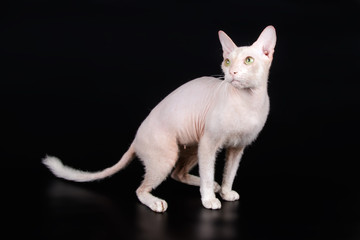 Don Sphynx cat on colored backgrounds