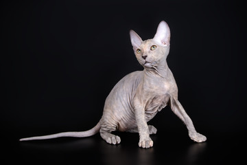 Don Sphynx cat on colored backgrounds