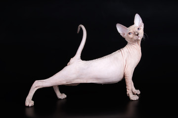 Don Sphynx cat on colored backgrounds