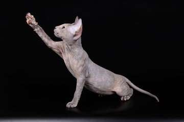 Don Sphynx cat on colored backgrounds