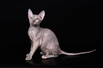 Don Sphynx cat on colored backgrounds