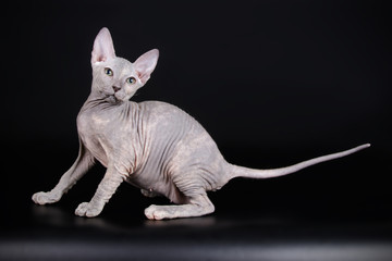 Don Sphynx cat on colored backgrounds