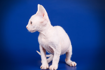 Don Sphynx cat on colored backgrounds