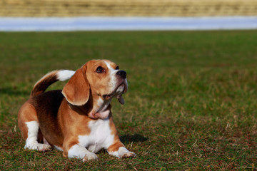 Dog breed beagle