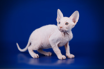 Don Sphynx cat on colored backgrounds