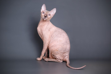 Don Sphynx cat on colored backgrounds