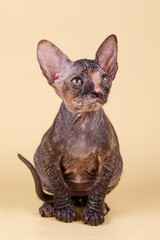 Don Sphynx cat on colored backgrounds