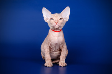 Don Sphynx cat on colored backgrounds