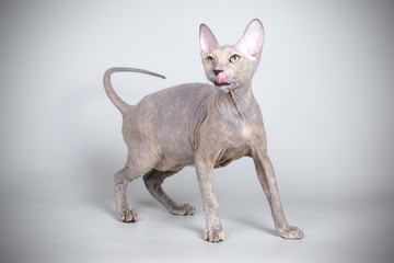 Don Sphynx cat on colored backgrounds